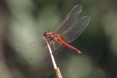Sympetrum fonscolombii