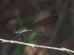 Heliocypha fenestrata
