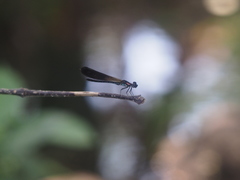 Heliocypha fenestrata