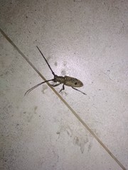 Pelargoderus bipunctatus