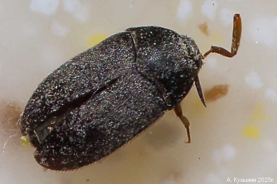 Ковровый Кожеед (Attagenus unicolor)
