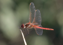 Sympetrum fonscolombii