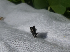 Scolopterus penicillatus