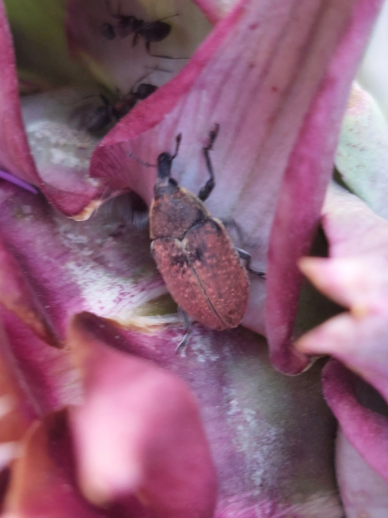 Larinus ochreatus