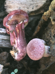 Gymnopilus thiersii