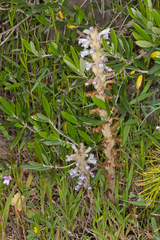 Phelipanche schultzii