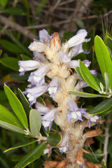 Phelipanche schultzii
