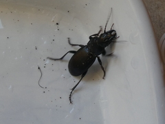 Plocamostethus planiusculus