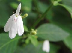 Rhinacanthus nasutus