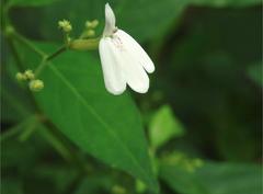 Rhinacanthus nasutus