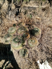 Mammillaria lloydii