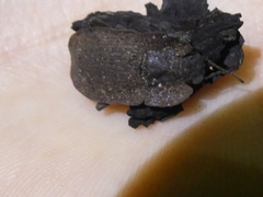 Mitua tuberculicostata