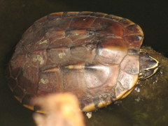 Malayemys macrocephala