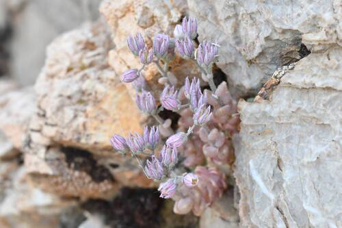 Sedum glanduliferum Gussone 3