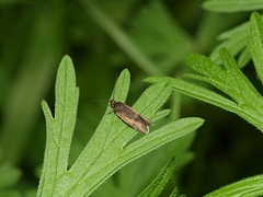 Leistomorpha brontoscopa
