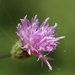 Little Ironweed - Photo no rights reserved, uploaded by 葉子