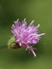 Little Ironweed - Photo no rights reserved, uploaded by 葉子
