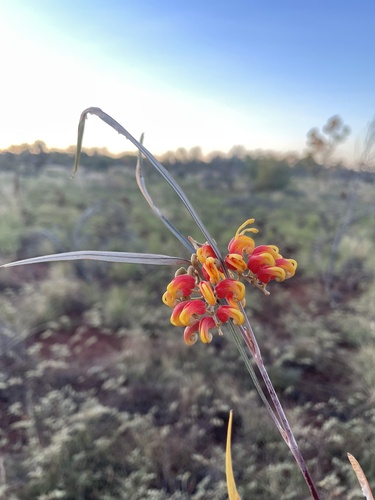 silver-leaf grevillea