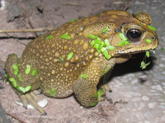 Duttaphrynus melanostictus