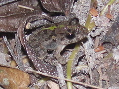 Fejervarya limnocharis