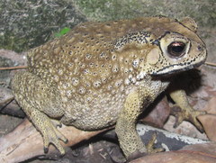 Duttaphrynus melanostictus