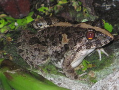 Fejervarya limnocharis