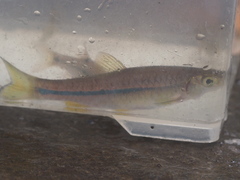 Rasbora argyrotaenia