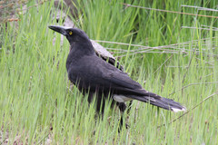 Strepera versicolor melanoptera