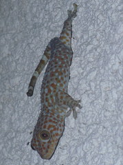 Gekko gecko