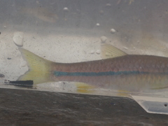 Rasbora argyrotaenia