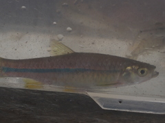 Rasbora argyrotaenia