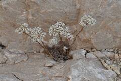 Sedum gypsicola, photograph Mourad Harzallah, CC BY, iNaturalist via GBIF