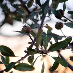Pyrus elaeagrifolia