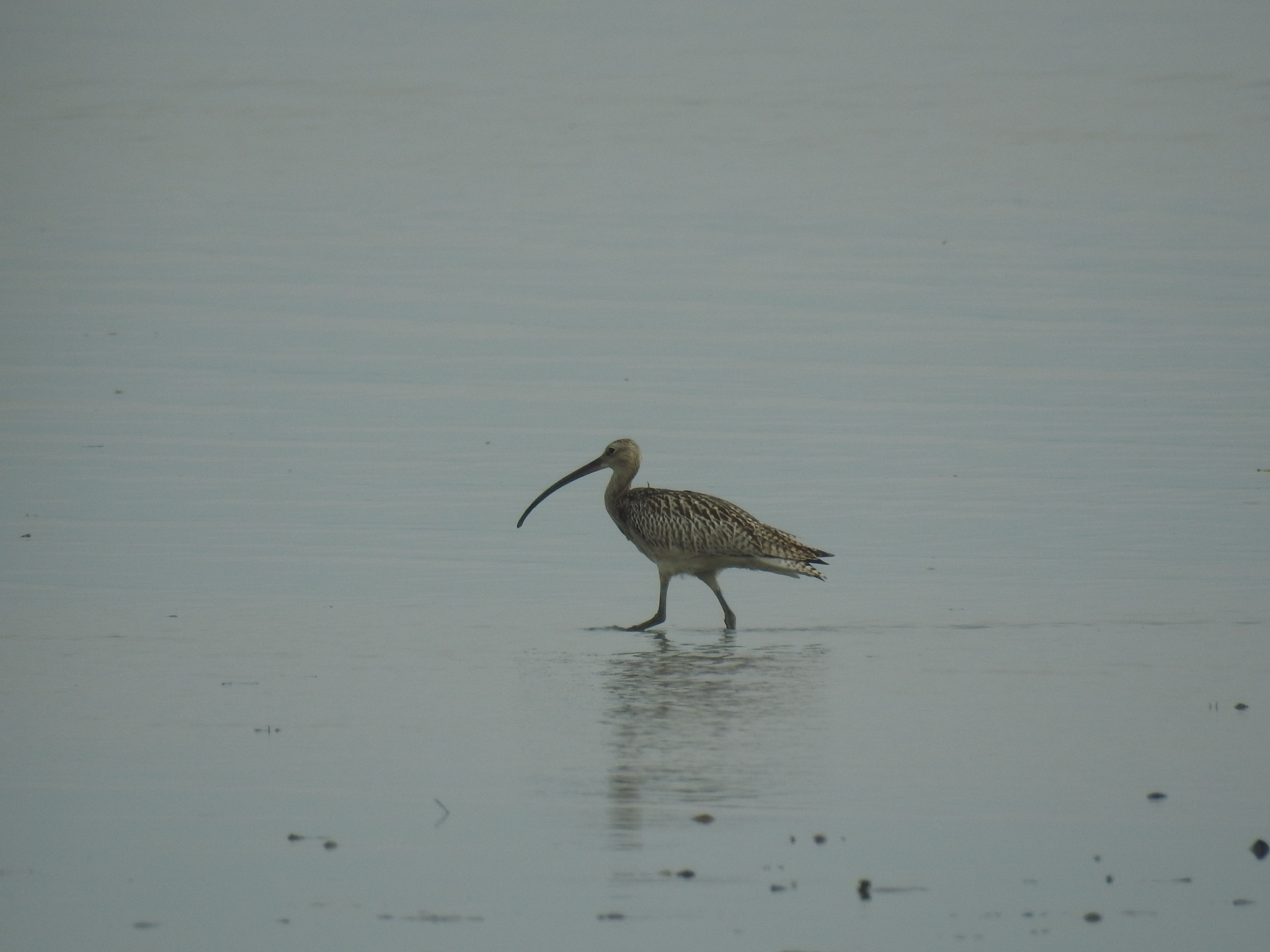 Eurasian Curlew