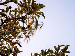 Pyrus elaeagrifolia