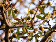 Pyrus elaeagrifolia