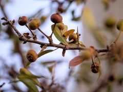Pyrus elaeagrifolia