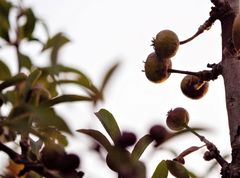 Pyrus elaeagrifolia