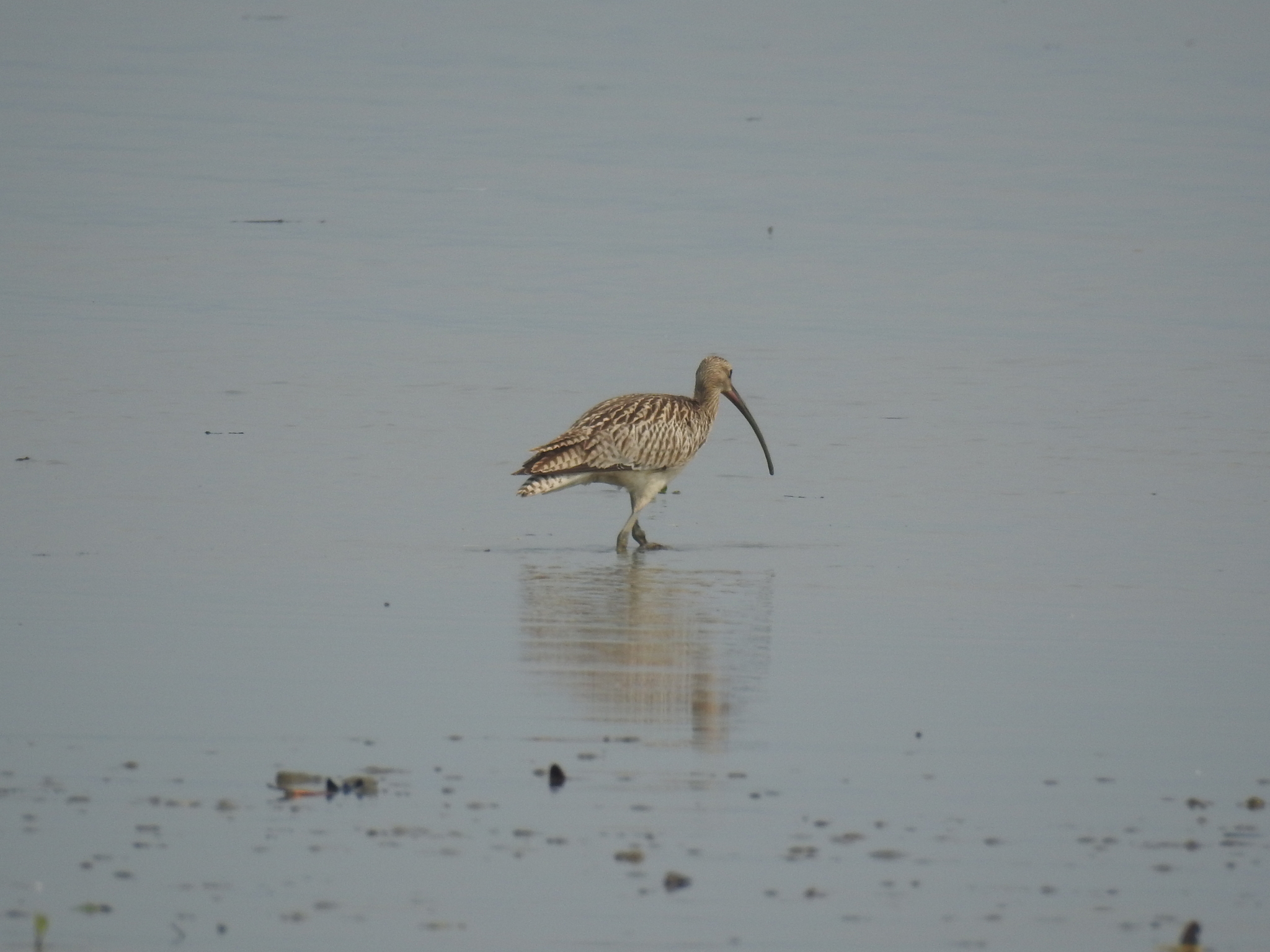 Eurasian Curlew