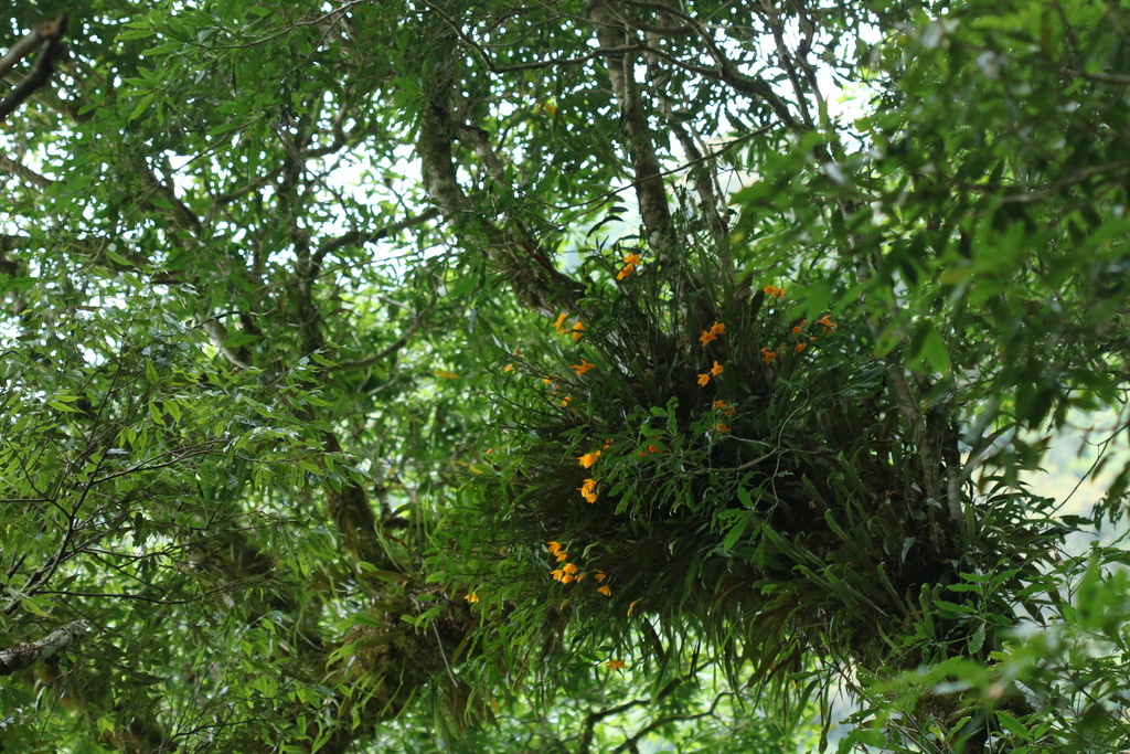 Dendrobium chryseum Rolfe 2