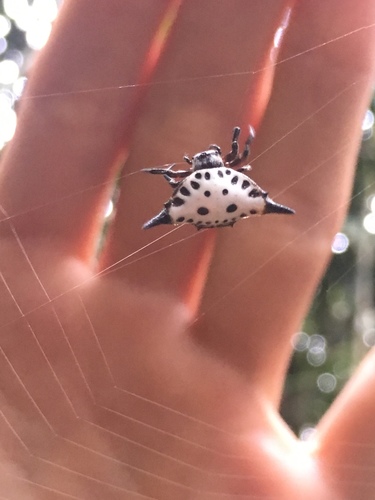 Togacantha nordviei