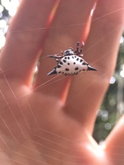 Togacantha nordviei