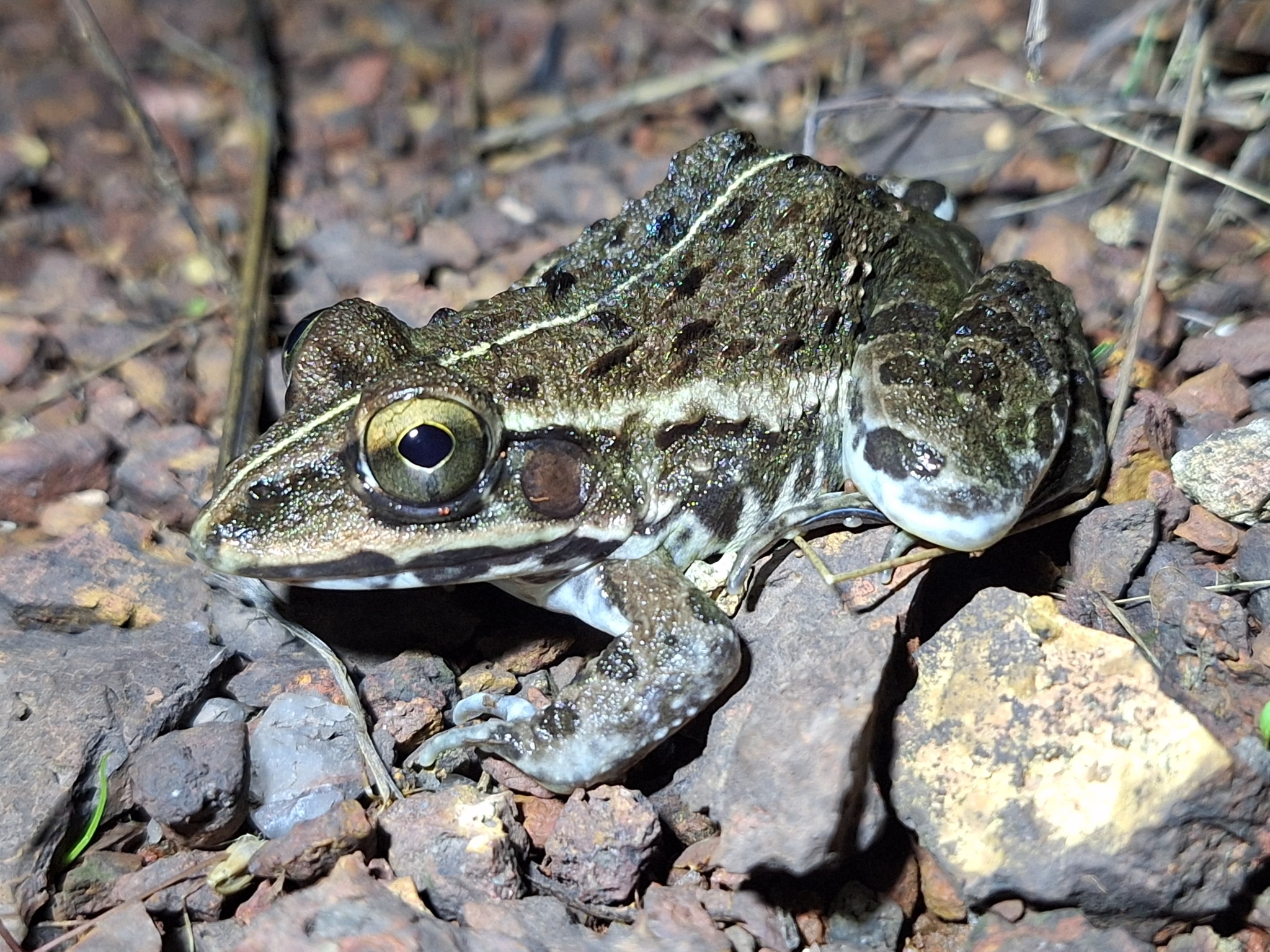 Indian Bull Frog