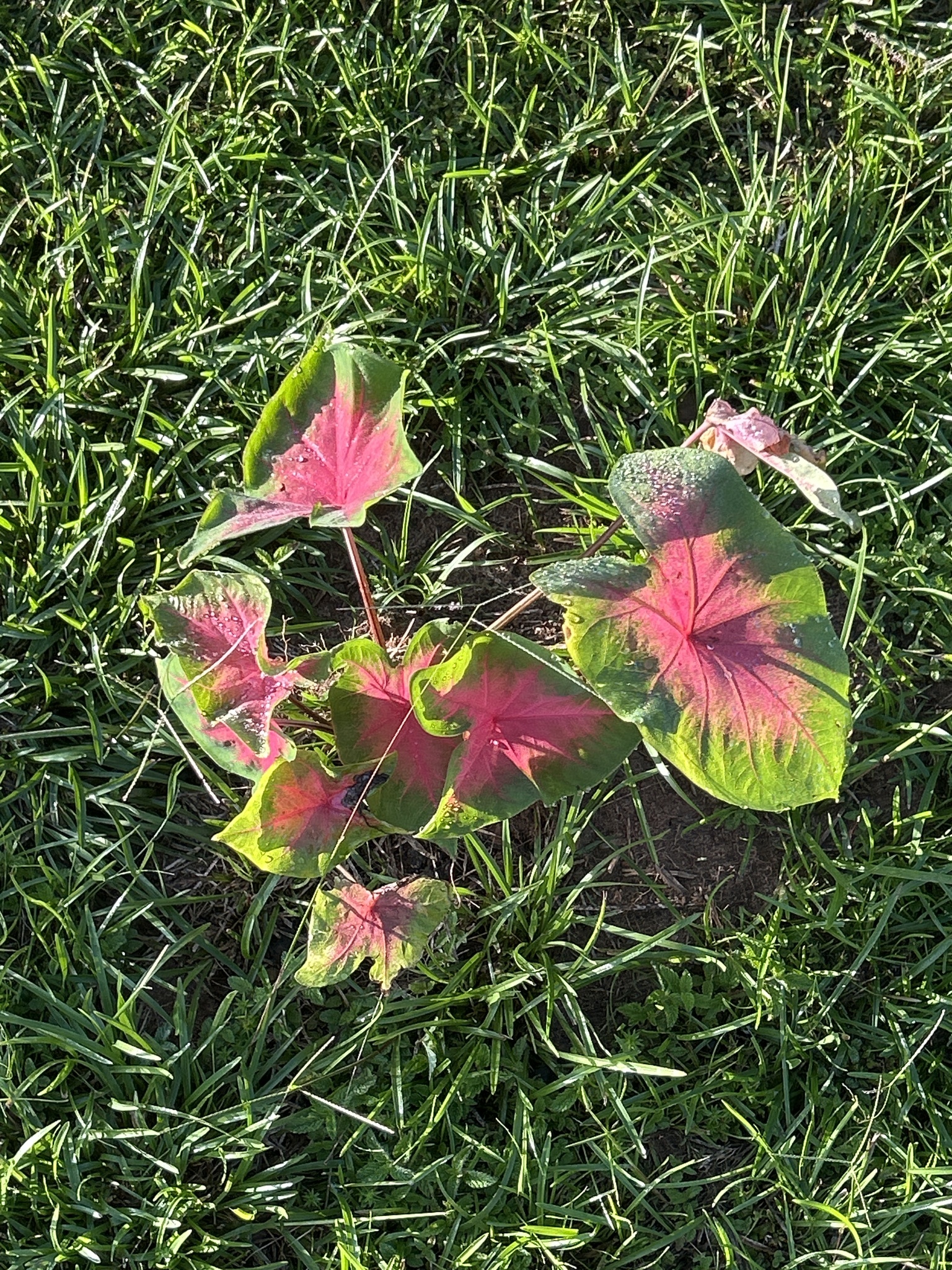 Caladium bicolor