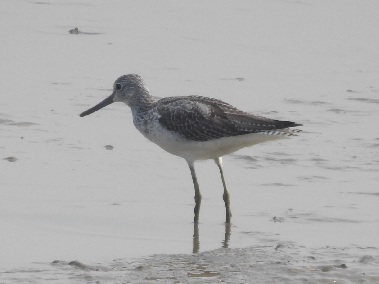Common Greenshank