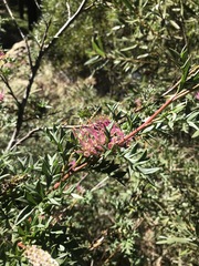 Grevillea acanthifolia
