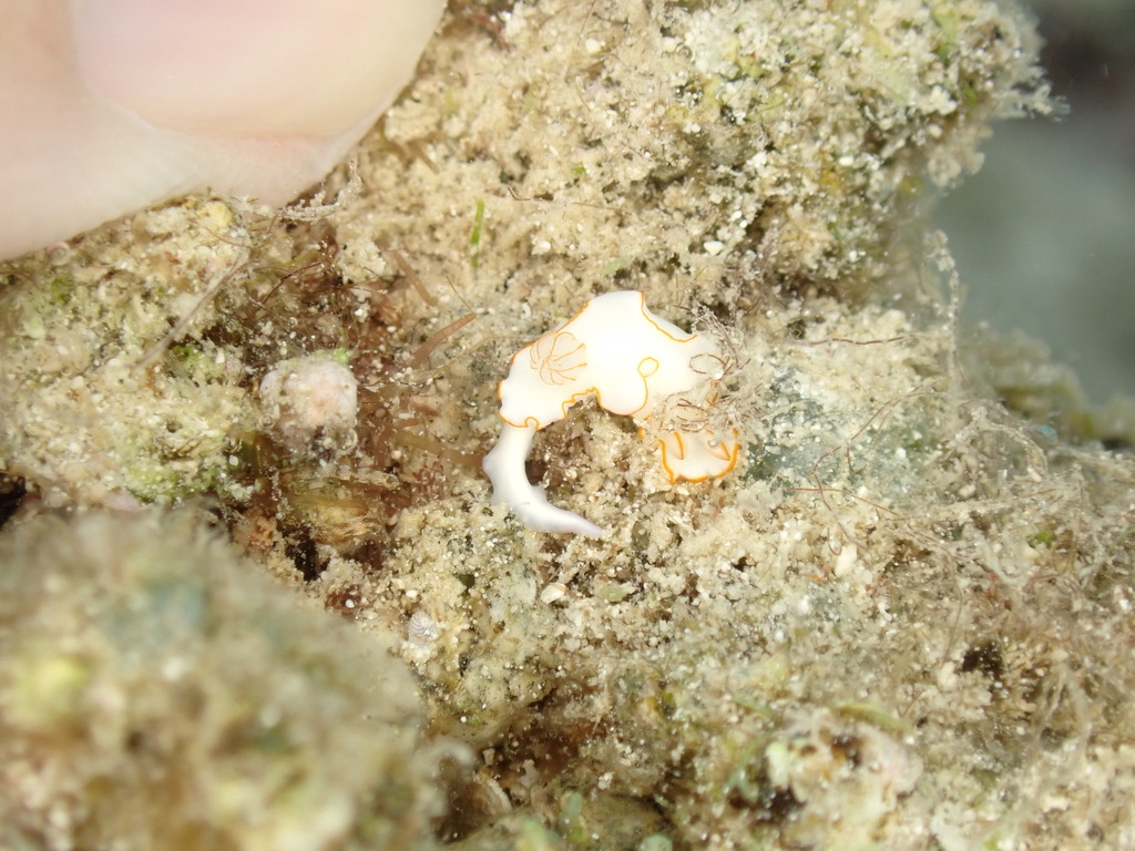 Thorunna furtiva