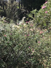 Grevillea acanthifolia