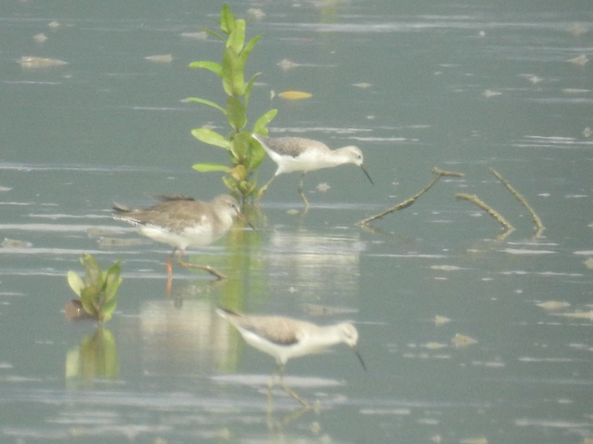 Marsh Sandpiper