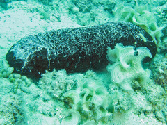 Actinopyga palauensis